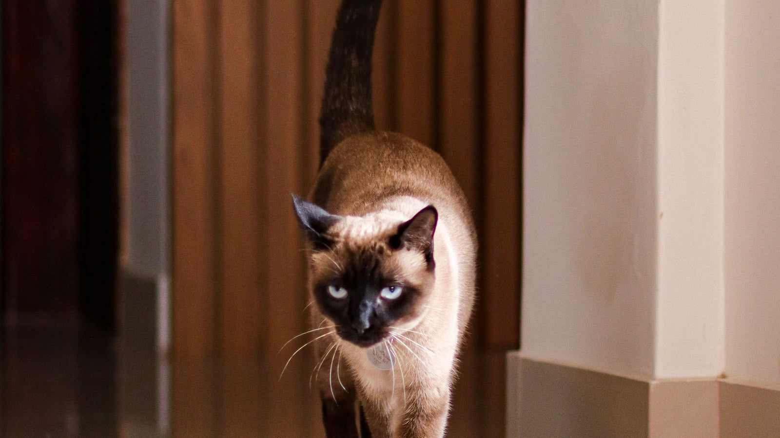 How Can You Notice Changes in Your Pet's Drinking Routine?