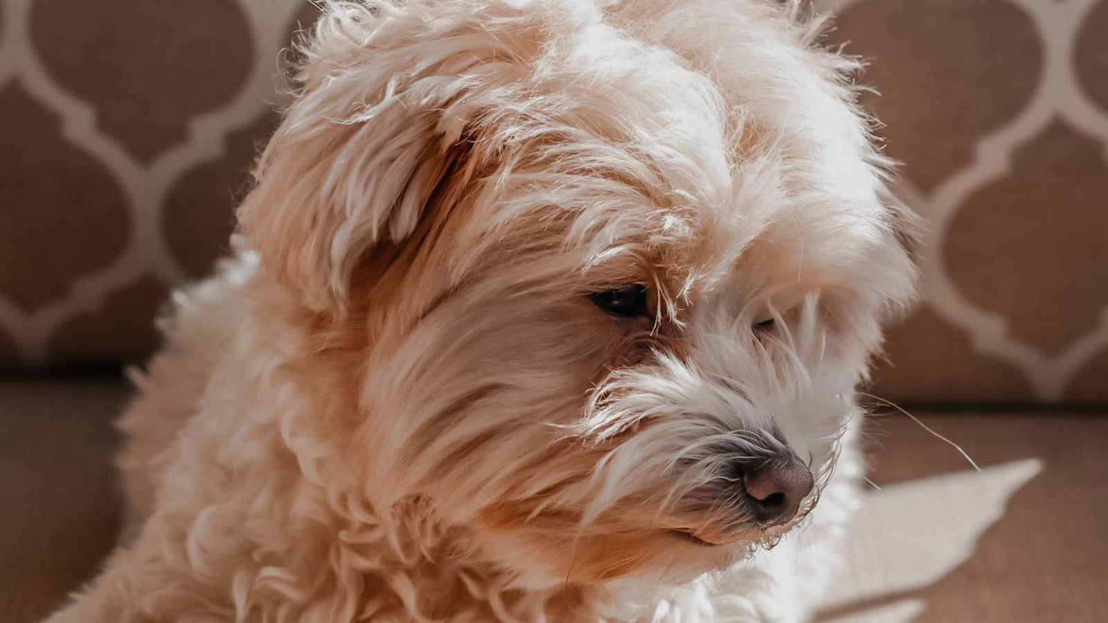 How Should You Care for Pet Water in Warm Weather?