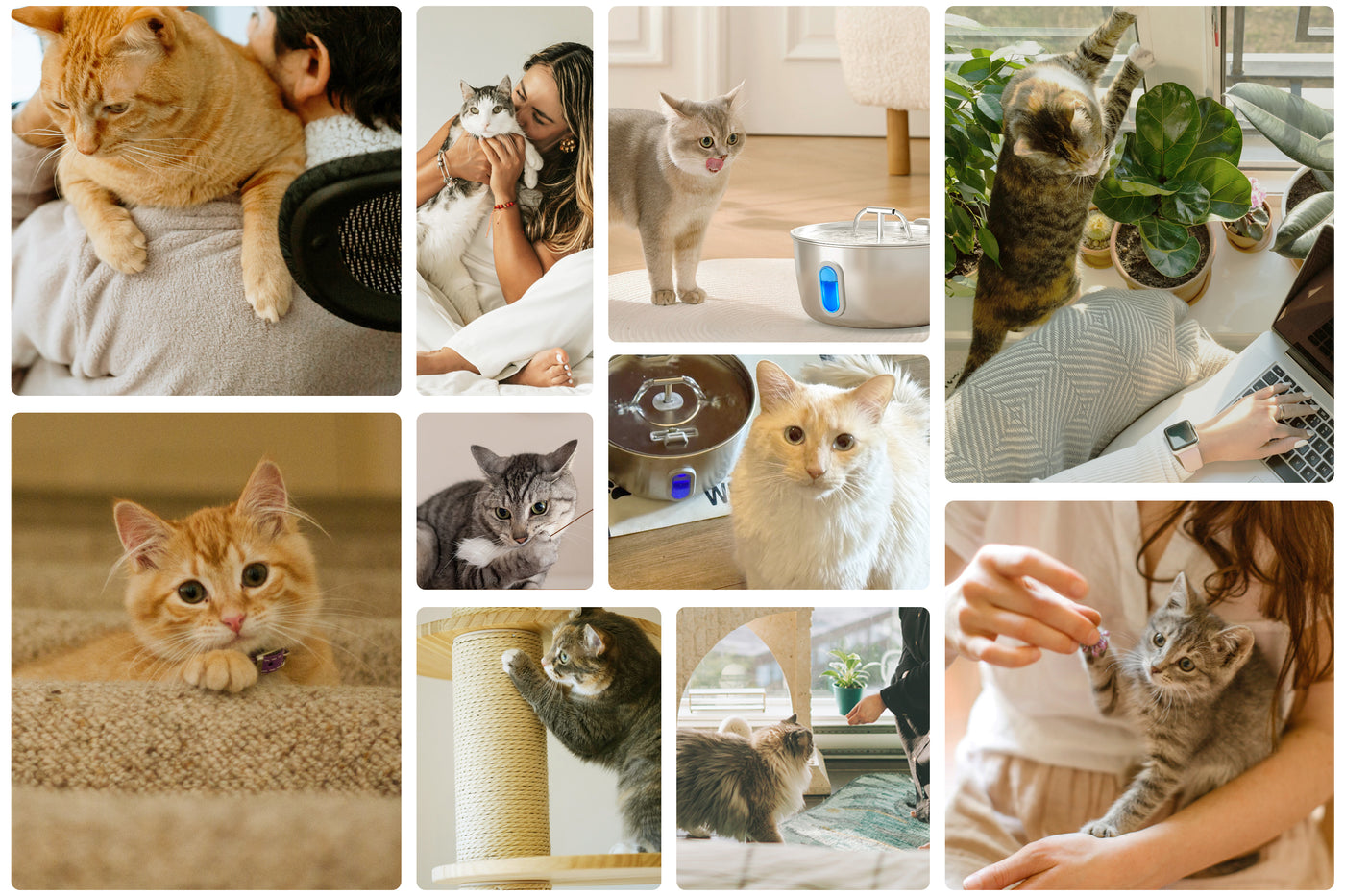 DIANU pet hydration routine in a calm home setting