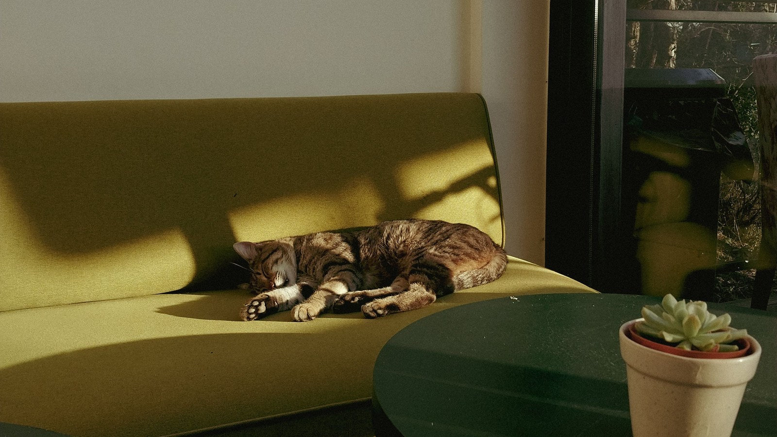 What Should You Try When Your Pet Will Not Drink From a Bowl?