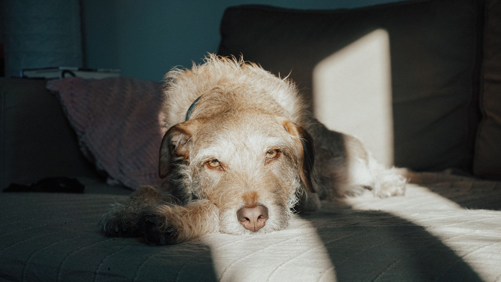 How Much Water Do Cats and Dogs Need Each Day?