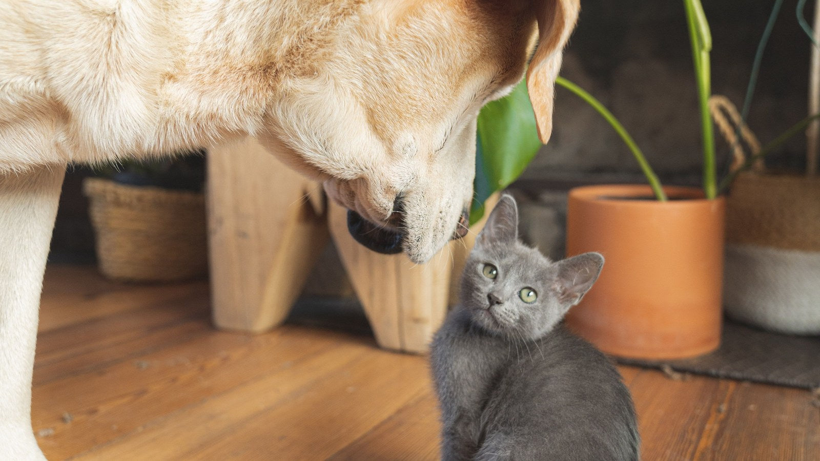 How Should You Care for a Pet Fountain in Hard Water Homes?