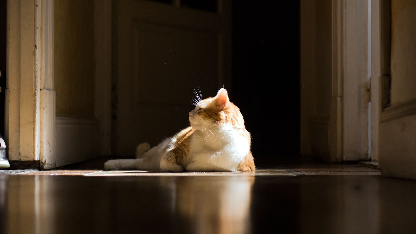 How Do You Reset Your Pet's Water Area Each Month?